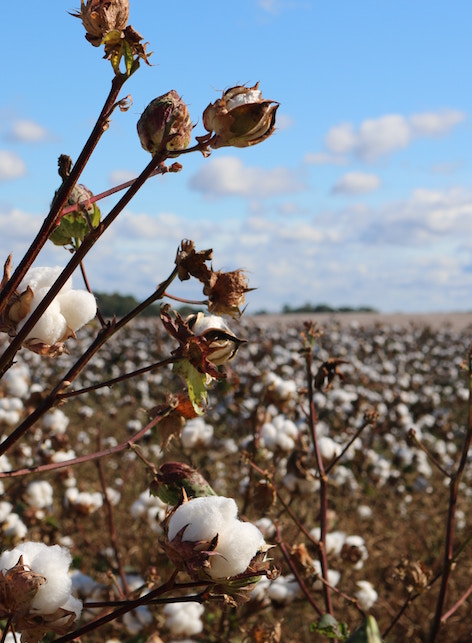 Fibre tessili riciclate e rigenerate